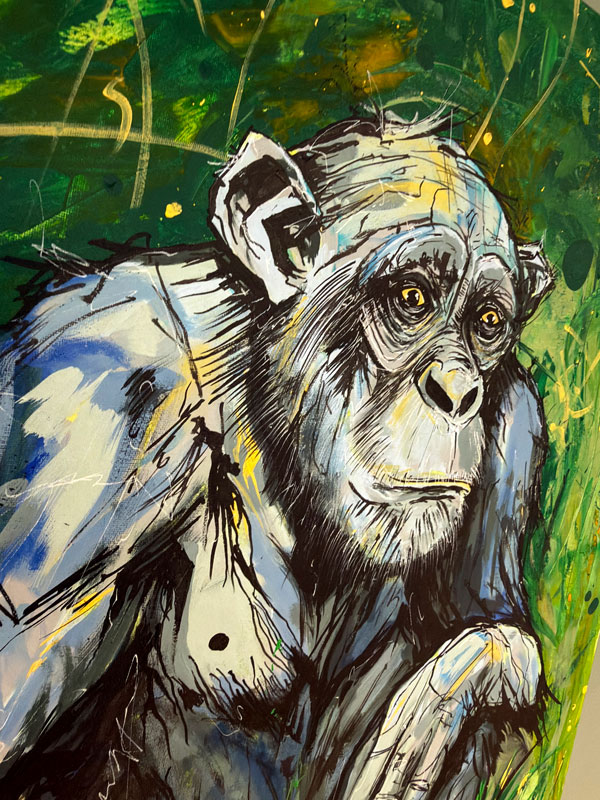 chimp-closeup